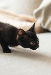 Стич Мотольский