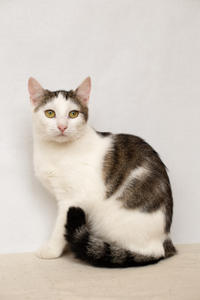 Малышка Вах - кошка