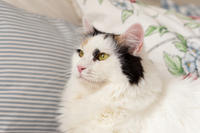 Чара Вах - Кошка, белая