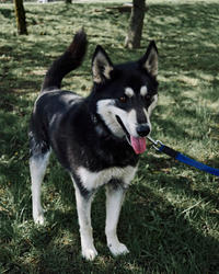 Кай Дружный