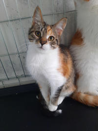 Шелли Лошицкая