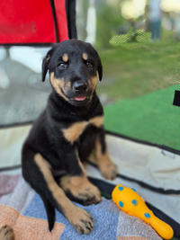 Бруно Малыш