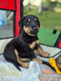 Бруно Малыш