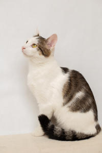 Малышка Вах - кошка