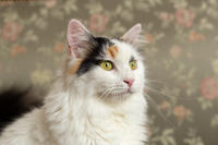 Чара Вах - Кошка, белая