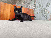 Морис Дружный