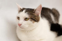 Малышка Вах - кошка