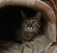 Маша Одоевская