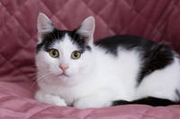 Капитоша Мельникайте