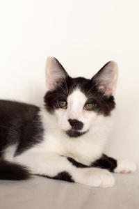 Карат Вах - мохнатый красавчик