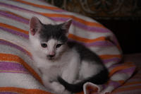 Кронос Вах - милый озорник