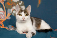 Арбузик полосатый - любовь в полоску!