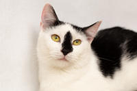 Мура Вах - кошка