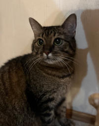 Маша Одоевская