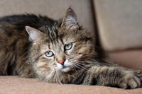 Мэделин - роковая красотка