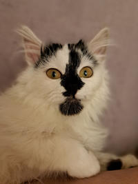 Джастин Дачный