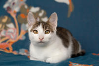 Арбузик полосатый - любовь в полоску!