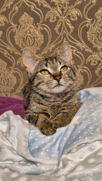 Брюс Дружный