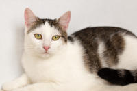 Малышка Вах - кошка