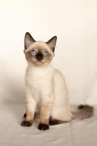 Кирио - Милая сиамочка