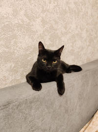 Морис Дружный