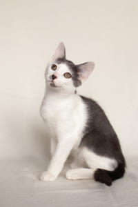 Кронос Вах - милый озорник