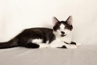 Карат Вах - мохнатый красавчик