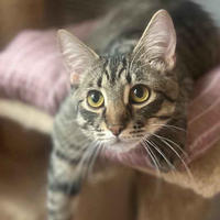 Тиша Мядельский