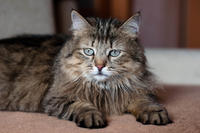 Мэделин - роковая красотка