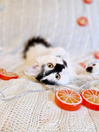 Джастин Дачный