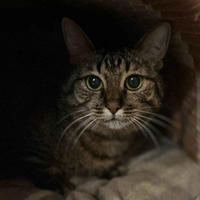 Маша Одоевская