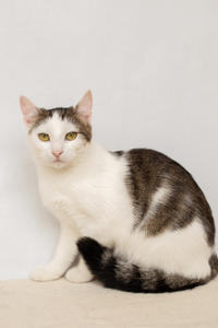 Малышка Вах - кошка