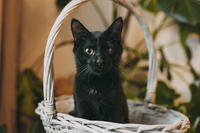 Дизель Вин - любитель целоваться!