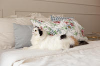 Чара Вах - Кошка, белая