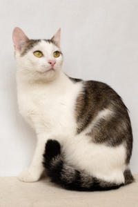 Малышка Вах - кошка