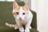 Генри Форд - ласковый целовательный котенок