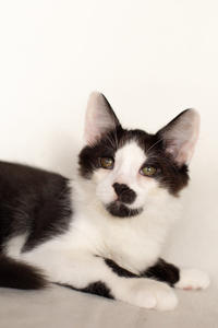 Карат Вах - мохнатый красавчик