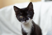 Барби Шугаевская