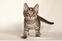 Клеопатра Вах - милая малышка с грустинкой