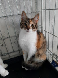 Шелли Лошицкая