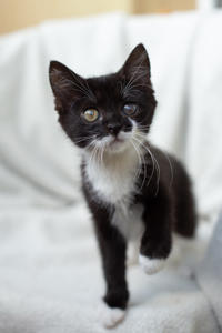 Барби Шугаевская