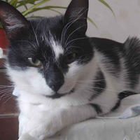 Кузя Милаха