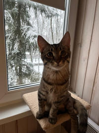 Тиша Мядельский