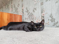 Морис Дружный