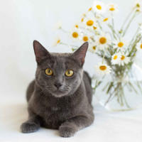     Катрин Притыцкая