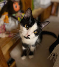 Вениамин Одоевский