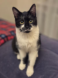 Тёма Дачный