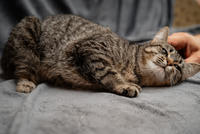 Мурчёна Глинки