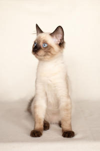 Кирио - Милая сиамочка