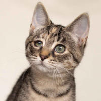 Клеопатра Вах